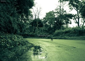 I walk in the mud To hear the tranquil choir Like a coin in the sea I yearn to be dropped, Master.